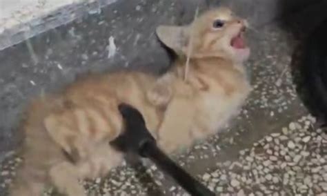 are cats being abused in china